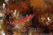 Tripterygion delaisi fem-Acores St maria Penedia-17m-20170821-Denis-ADER-DSC_9845_tn_tn
